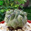 Copiapoa _dealbata _AW84 _04